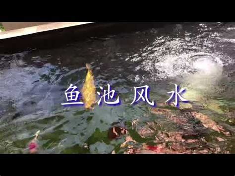 室外魚池風水|【室外魚池風水】打造風水旺財！室外魚池最佳方位大公開 – 虞默。